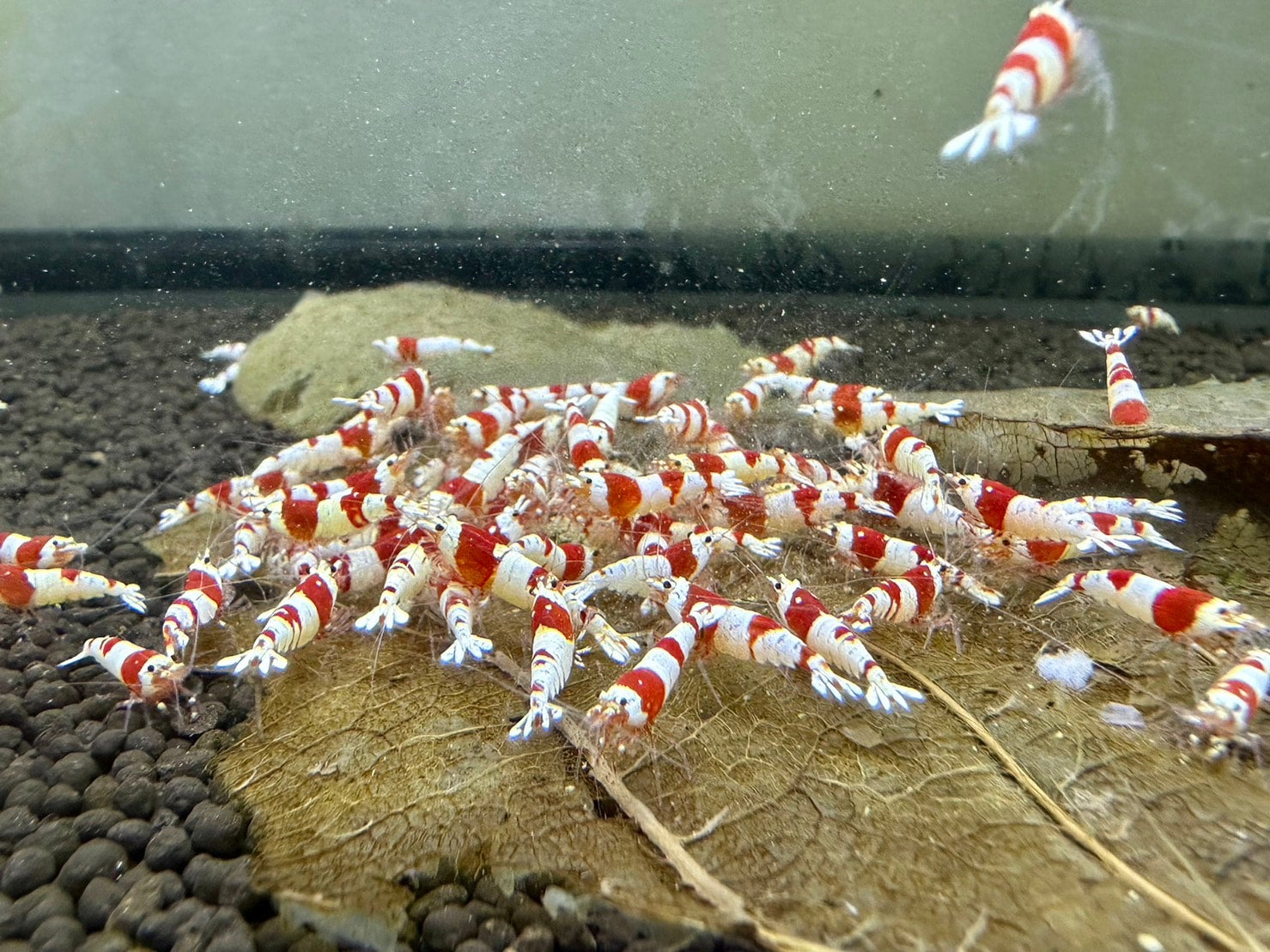 レッドビーシュリンプ | Just Geek