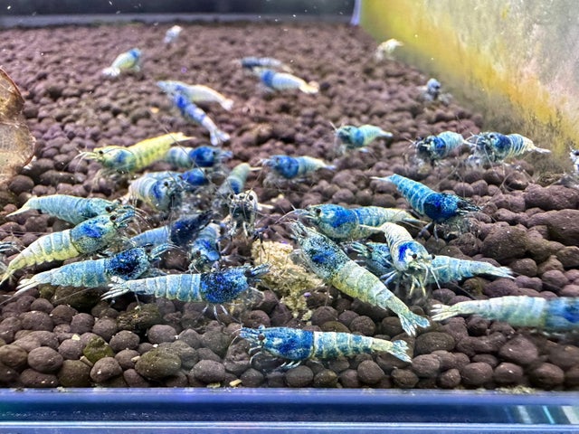 シュリンプG Amazon.com: Caltric Green O-Ring Drive Chain & Sprockets Kit