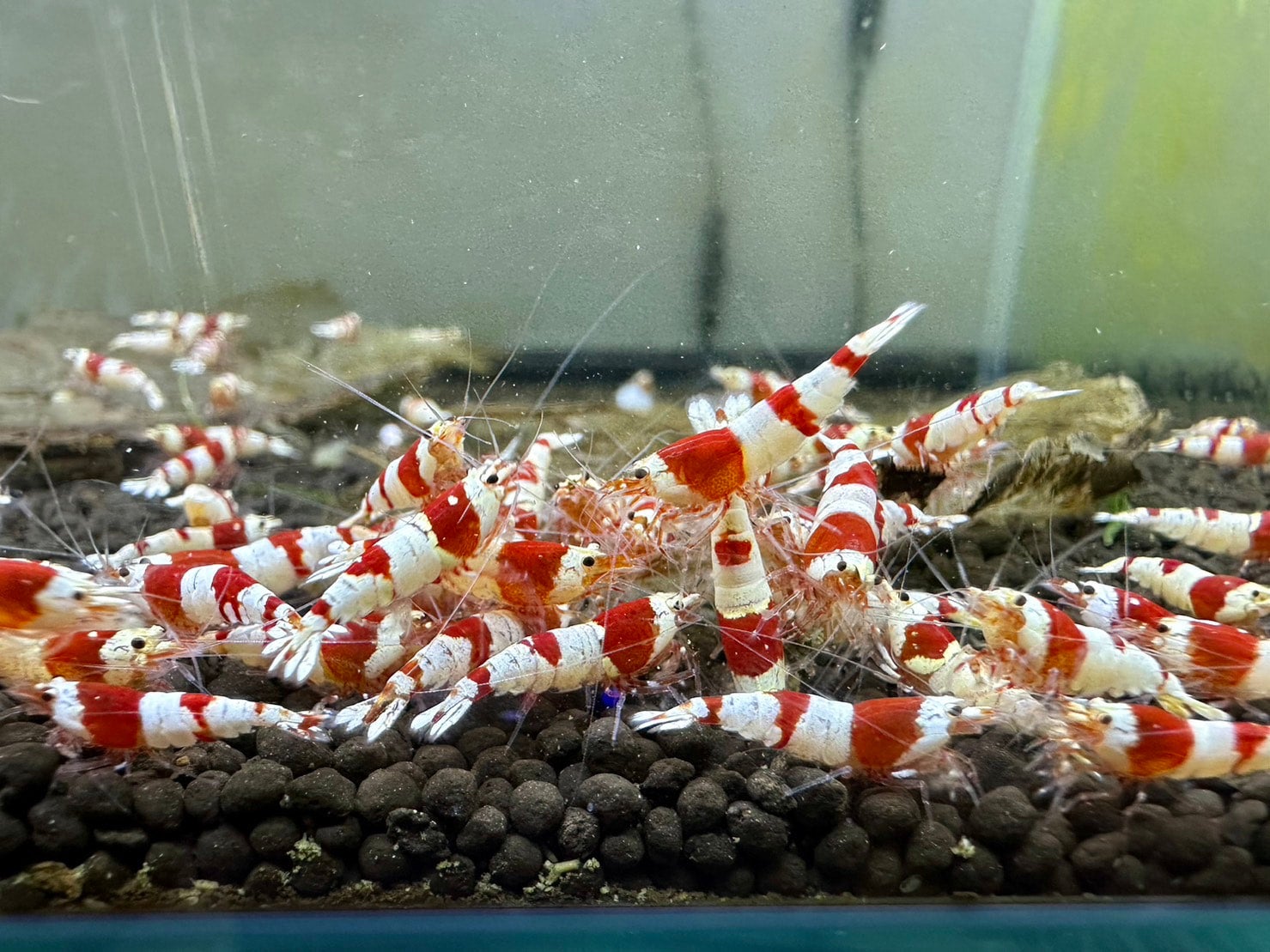 レッドビーシュリンプ | Just Geek