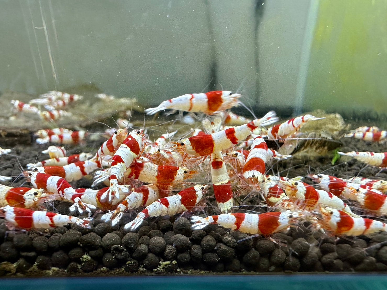 レッドビーシュリンプ | Just Geek