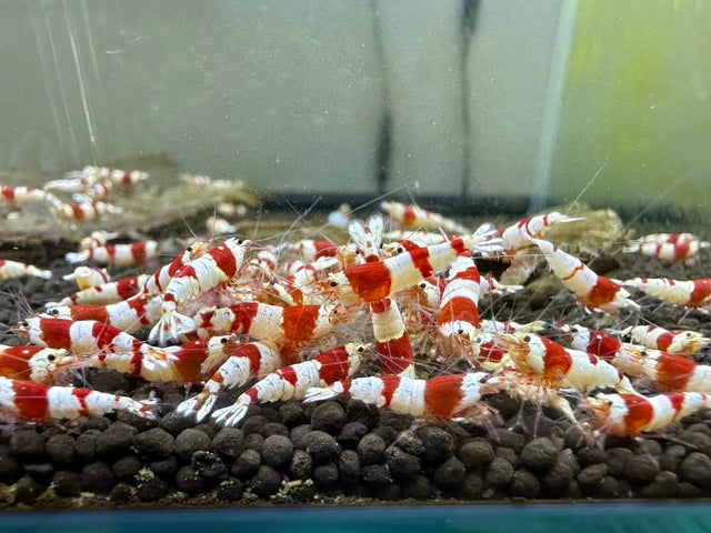 シュリンプ | Just Geek